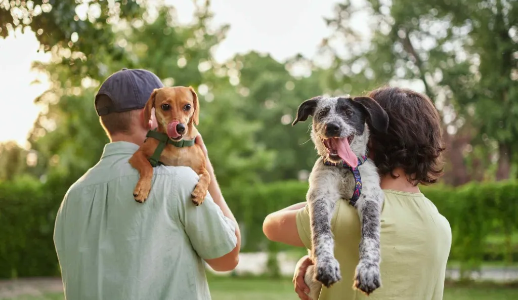 Pet Custody In Divorce in Garden City, New York | Call (516) 334-4100